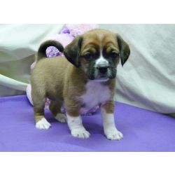 Incrveis cachorros Puggle para adoo