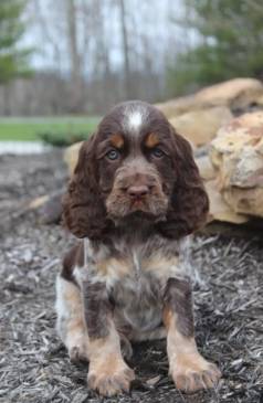 Cocker Spaniel Com Vacina V8 Importada