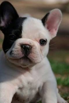 Bulldog Francs: O Baixinho Mais Amado Do Brasil!