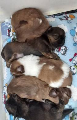 Filhotes De Shih Tzu