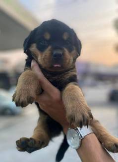 Rottweiler Cabea De Touro Macho J Vacinado E Vermifugado