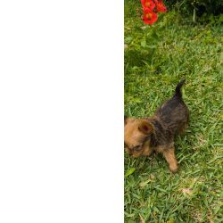 yorkshire terrier Mini brown disponvel para entrega imediata existe a possibilidade de entr