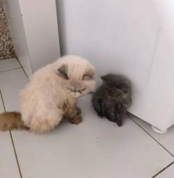 Filhotes De Gato Persa Machos Venda