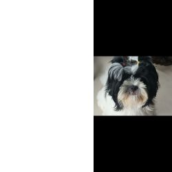Shihtzu f�mea procura macho