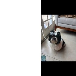 Shihtzu f�mea procura macho