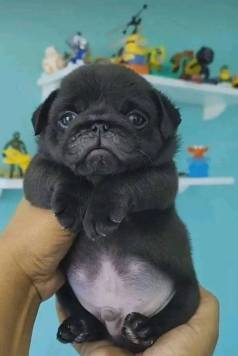 Co Pug Mini  Venda - Tamanho Ideal E Vibe Alegre