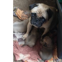 Filhotes de pug