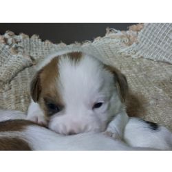 Jack russel terrier com Pedigree