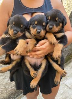 Filhotes De Rottweiler