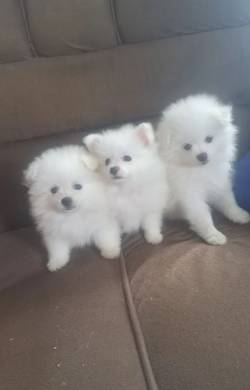 Trs Filhotes De Spitz Alemo