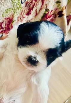 Filhote F�mea  Shih Tzu