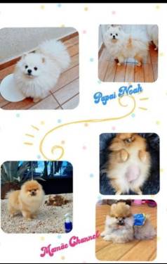 Filhotes De Lulu Pomerania Ano