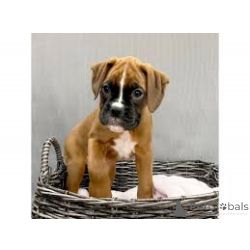 Cachorros Boxer disponveis