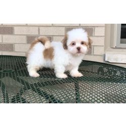 Cachorros Lhasa Apso prontos