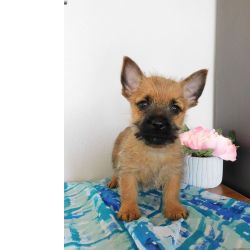 Cachorros Cairn Terrier prontos