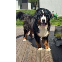 BOUVIER BERNOIS DISPONVEL PARA MONTAS