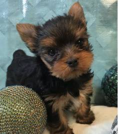 Macho De Yorkshire Com Proced�ncia