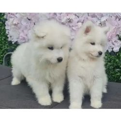 Cachorros Samoieda de Raa Pura e Pedigree Completo
