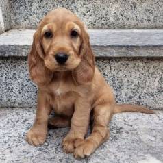 Cocker Spaniel Ingls- Co Terapia