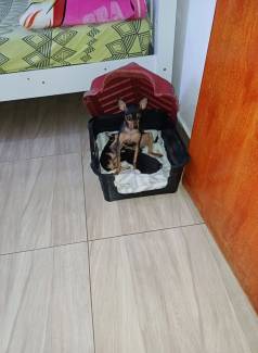 Dois Filhotes De Pinscher A Venda