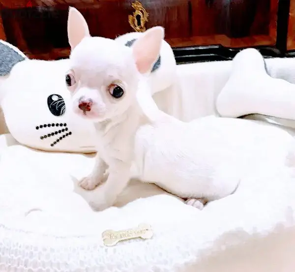 Cachorros Chihuahua inteligentes disponveis -