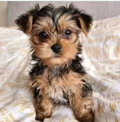 Yorkshire Terrier Filhote Mini F�mea!! Em M�dia 2,8 Kilos Adulta ?