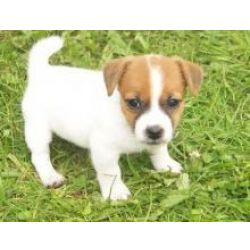 Cachorros Jack Russell treinados para usar o penico