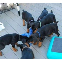 Cachorros Doberman saudveis