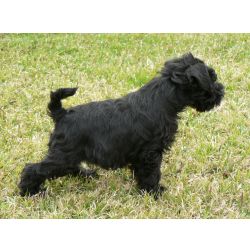 Schnauzer miniatura LOP Afixo e Vacinas