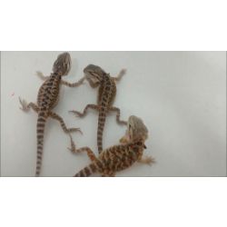 Pogona Drago Barbudo Filhote