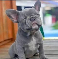 Filhotes De Bulldog Frances Cinzas, Lindos E Vacinados