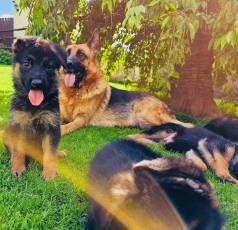 Vendo Filhote De Pastor Alem�o Capa Preta