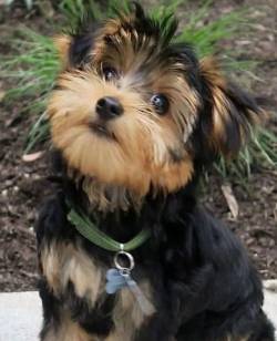 Filhotes De Yorkshire Padr�o Terrier F�mea!! Filhotes