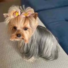 Yorkshire Terrier Filhotes Lindos Buscando Um Lar! (imagem Ilustrativa)