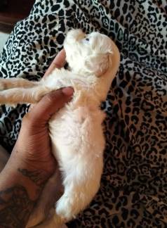 Filhote De Shih Tzu F�mea