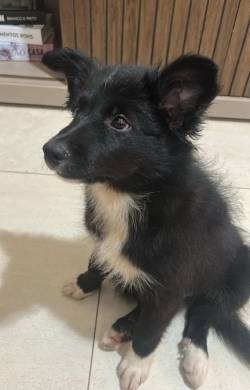 Filhote Border Collie