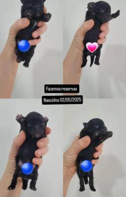 Filhotes De Lulu Da Pomer�nia/ Spitz Alem�o