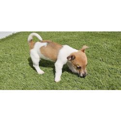 JACK RUSSELL TERRIER Genuno