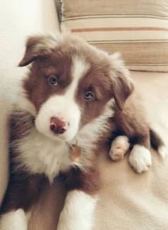 Border Collie Filhote - Puro E Totalmente Vital