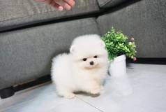 Cachorro Spitz Alemo Ursinhos De Luxo!fotos Reais E Atendimento Imediato Pelo Whatsapp!