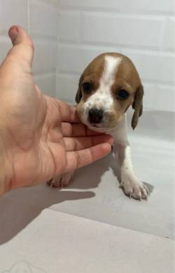 Beagle Fmea Linda! Na Cor Bicolor
