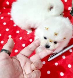 Pacotinhos Deamor Spitz Alem�o An�o Branco Neve