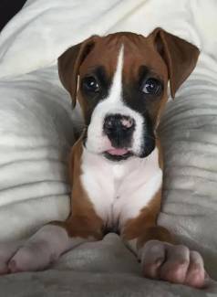 Femeas De Boxer Alegria Garantida Com Esses Filhotes