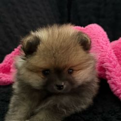 Spitz Alem�o an�o Mini Toy Lulu Pomer�nia Lop Pedigree