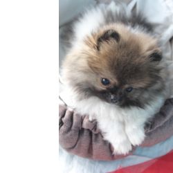 Spitz Alemo ano mini Lulu Pomernia com Lop Pedigree