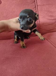 Filhotes De Pinscher