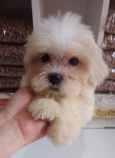 Lhasa Apso Filhotes