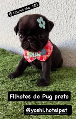 Pug Macho E Femea De Pronta Entrega