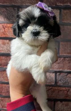 Lindas Shihtzu