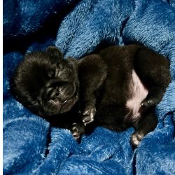 Pug Black e abric